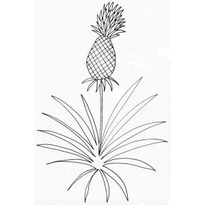 coloriage d'un ananas sur son plant