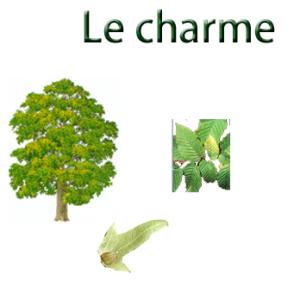 Imprimer la planche sur le charme 