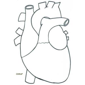 Coloriage du coeur 