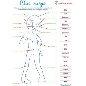 Mon corps, activité avec étiquettes de noms