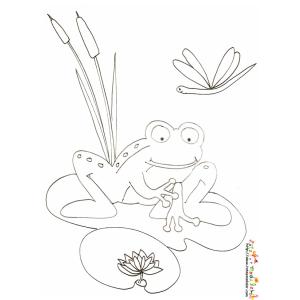 Coloriage grenouille sur le nenuphar