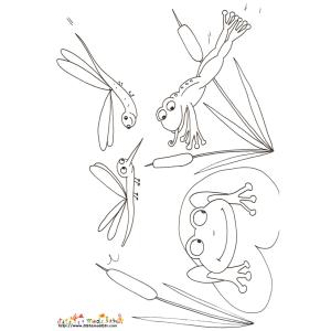 Coloriage de deux grenouilles