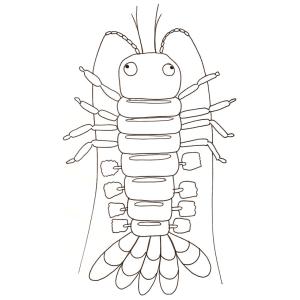 coloriage d'un crustacé : le homard