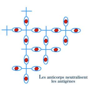 Planche : anticorps libres
