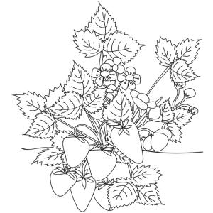 Coloriage d'un beau et gros fraisier