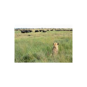 Herbes de savane 