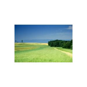 Prairie