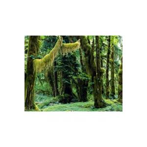 For&ecirc;t tropicale humide 