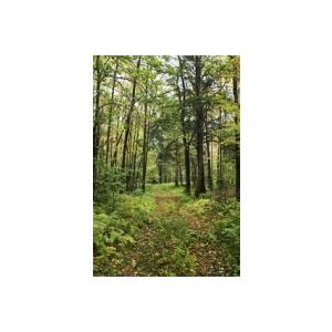 forêt d'érable 