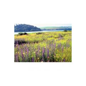 biomes