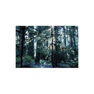 Forêt humide tempérée 