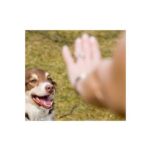 Quelle conduite à tenir en cas de morsure par un animal, que dois-je faire sir mon enfant est mordu par un animal ?