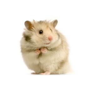 Le hamster 