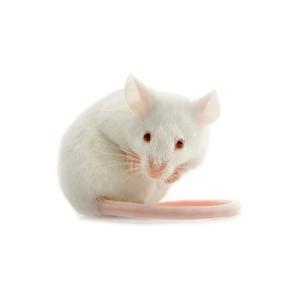 La souris blanche