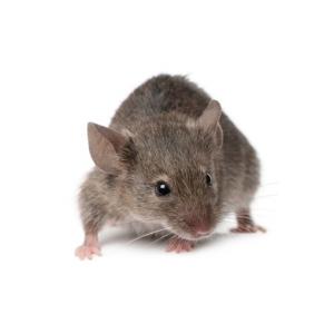 Prendre soin de sa souris 