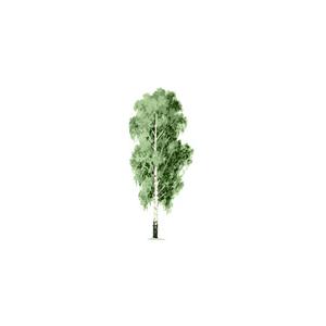 Le bouleau  
