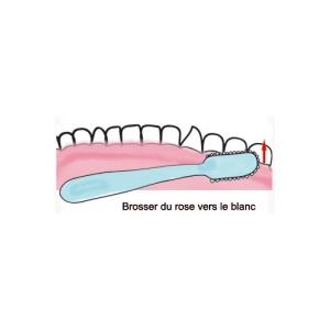 Sens du brossage des dents