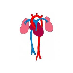 Le développement des organes pendant le 3 ème mois