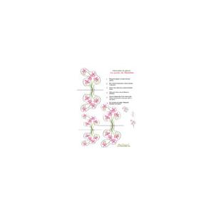 Petites fleurs "le jardin de Mathilde"