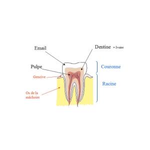 Structure de la dent