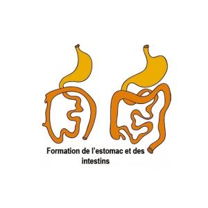 La formation du meconium et du système digestif pendant le 8 ème mois de grossesse. Le système digestif de votre bébé se prépare à fonctionner seul. Votre béb&eacu