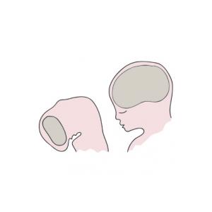La migration des cellules nerveuses est achevée. Le nombre de cellules nerveuses est acquis définitivement, chaque cellule est à sa place dans les différentes parties du cerveau. Le cerveau est achevé