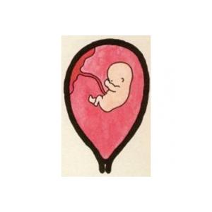 Développement de bébé à 3 mois de grossesse