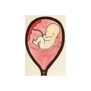 Bébé à 17 semaines - 4 ème mois de grossesse 
