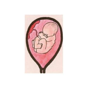 Bébé à 22 semaines de grossesse