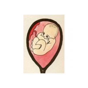A la fin du 6 ème mois de grossesse, soit à 26 semaines, votre bébé ressemble de plus en plus à ce qu'il sera à la naissance. La couche de graisse lui donne de plus en plus l'aspect d'un no