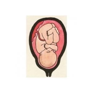 La peau de votre bébé devient rose ! Bébé a enfin une vraie peau de bébé toute rose et lisse. Le corps de bébé est toujours couvert de vernix mais le lanugo a pratique