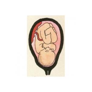 A 9 mois, bébé est prêt à naître ! C'est un beau bébé à la peau lisse et rose. Tous ses organes sont formés et peuvent fonctionner en totale autonomi