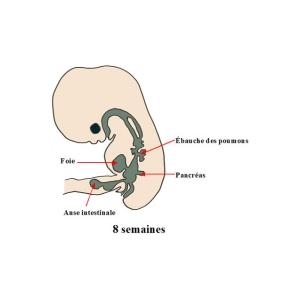 Les principaux organes de votre bébé à 2 mois de grossesse