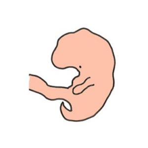 Votre bébé à 5 semaines de grossesse 