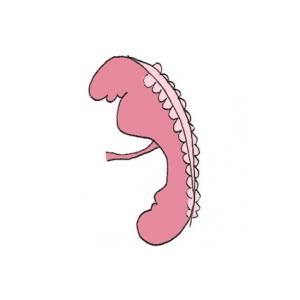 Bébé à 3 semaines de grossesse