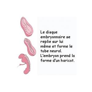 L'embryon prend la forme d'un haricot 