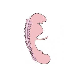 Organes vitaux sont primitifs à 3 semaines de grossesse