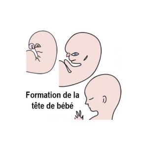 Formation de la tête de bébé à 3 mois de grossesse