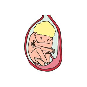 S'il ne l'a pas encore fait, votre bébé va se retourner pour adopter une position foetale tête en bas. La position foetale est la position la plus adaptée pour faciliter un accouchement par les voies 