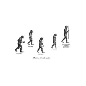 Evolution de l'homme