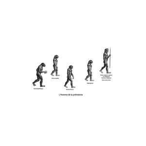 Evolution de l'homme depuis les origines