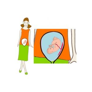 Place de bébé à 6 mois de grossesse 