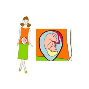 Taille de bébé à 8 mois de grossesse