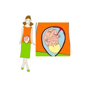 Après 9 mois bébé prend toute la place dans le ventre de maman