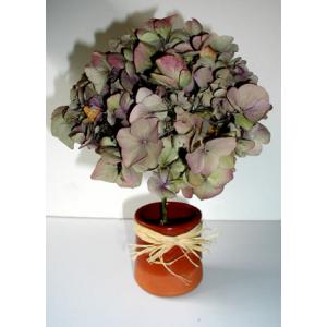 Hortensia