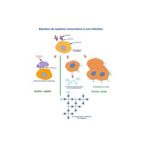 systeme immunitaire reaction en 2 temps