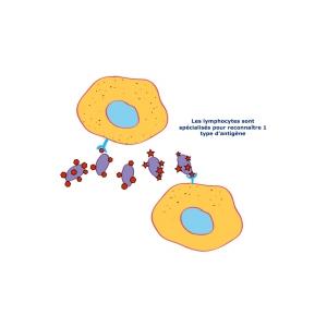 un lymphocyte pour un antigene