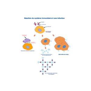 Les lymphocytes sont les globules blancs activés lorsqu'ils rencontre un antigène spécifique (corps étranger produisant une réaction du système immunitaire). La contamination et la vaccinat