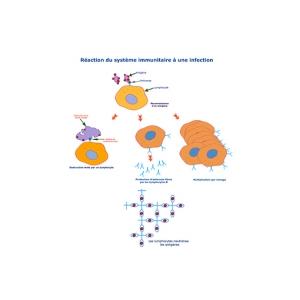 Planche reaction systeme immunitaire