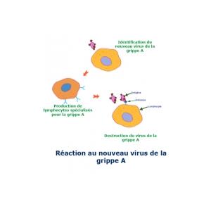 Les globules blancs sont l'armée du système immunitaire, ce sont eux qui identifient et détruisent les micro-organismes ayant pénétré dans l'organisme. Les globules blancs sont prooduits da